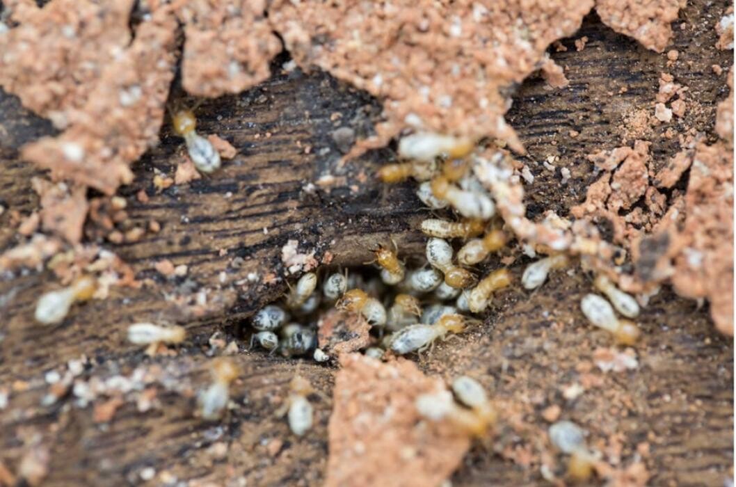 Images SafeHaven Pest Control