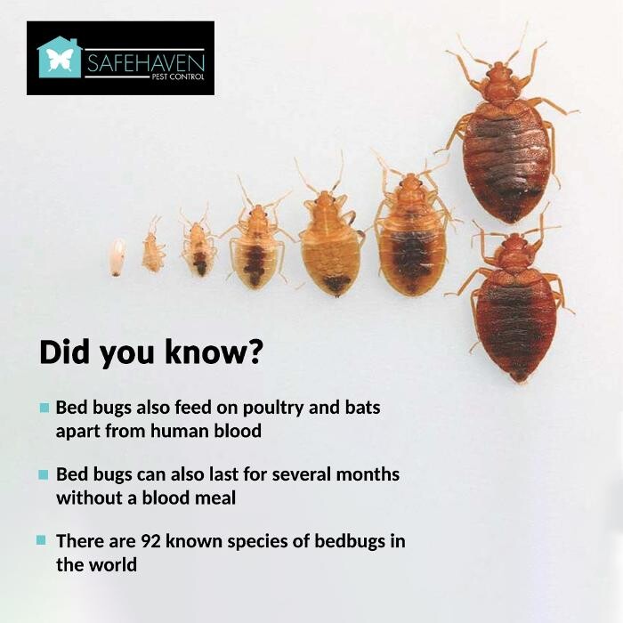 Images SafeHaven Pest Control