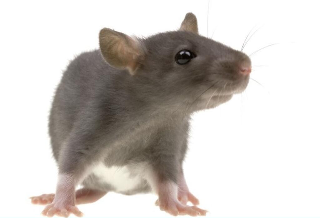 Images SafeHaven Pest Control