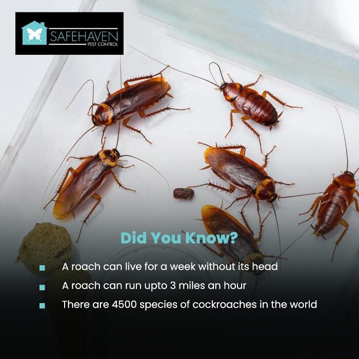 Images SafeHaven Pest Control