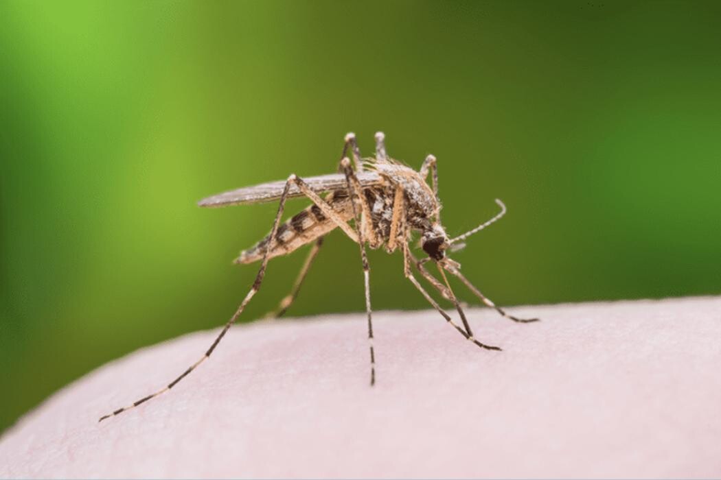 Images SafeHaven Pest Control