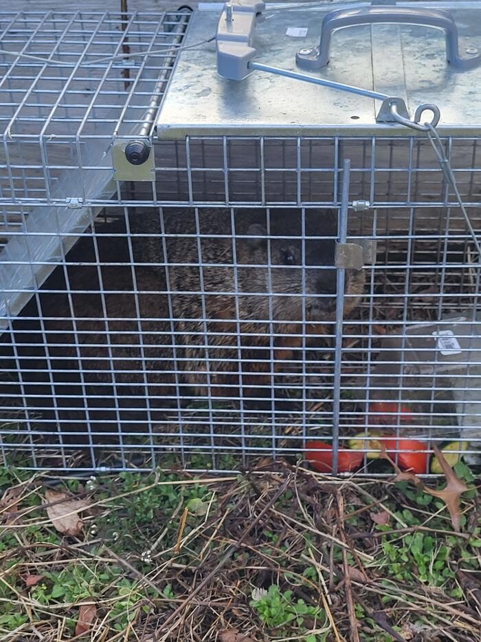 Images Pest Express LLC