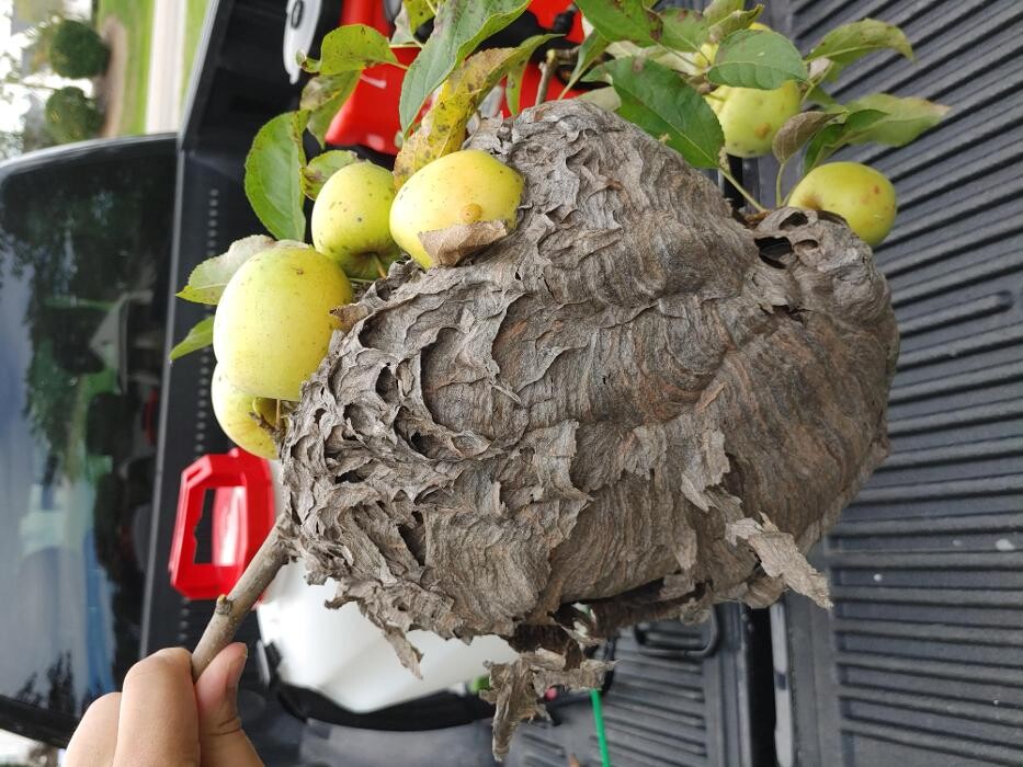 Images Pest Express LLC