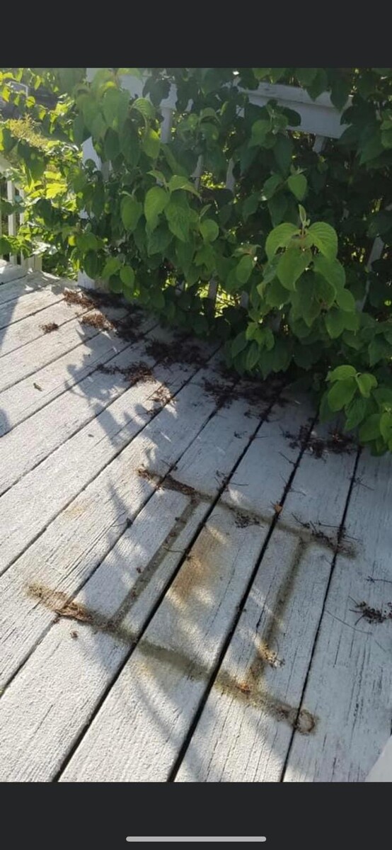 Images Rise & Shine Pressure Washing & Painting LLC