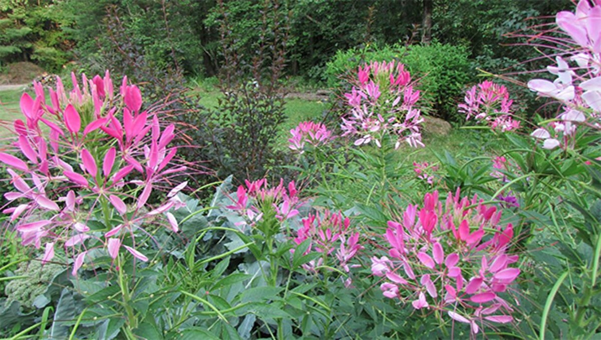 Images DeJohn Landscaping LLC