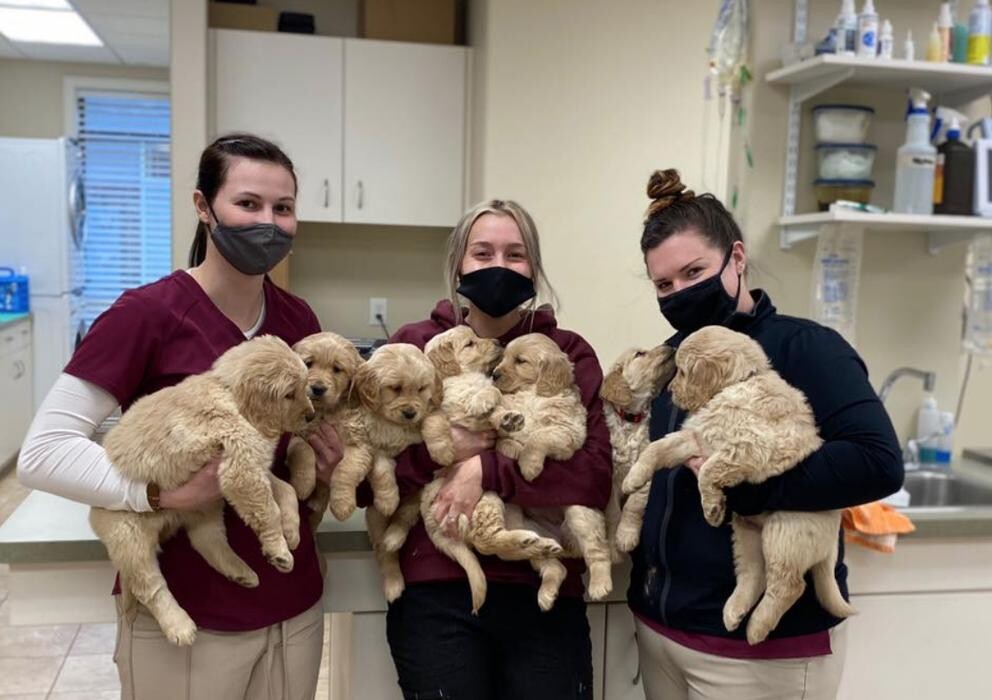 Images Ammon Veterinary Hospital