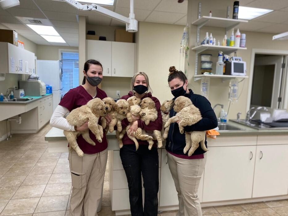 Images Ammon Veterinary Hospital