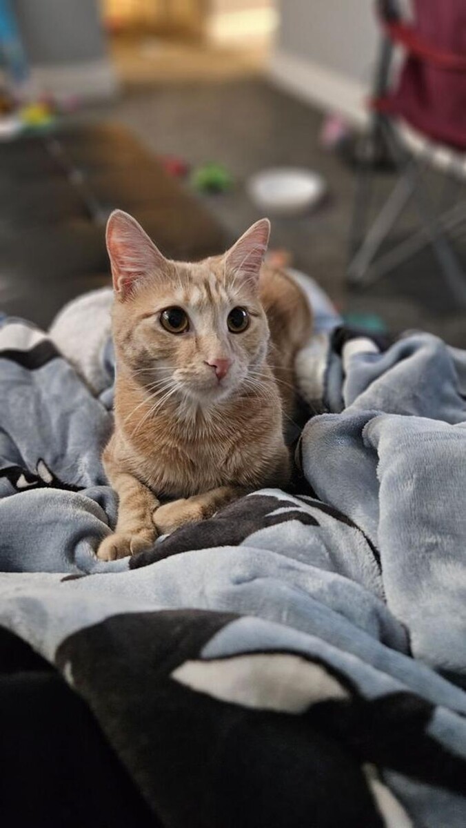 Images Keller's Mobile Veterinary Clinic