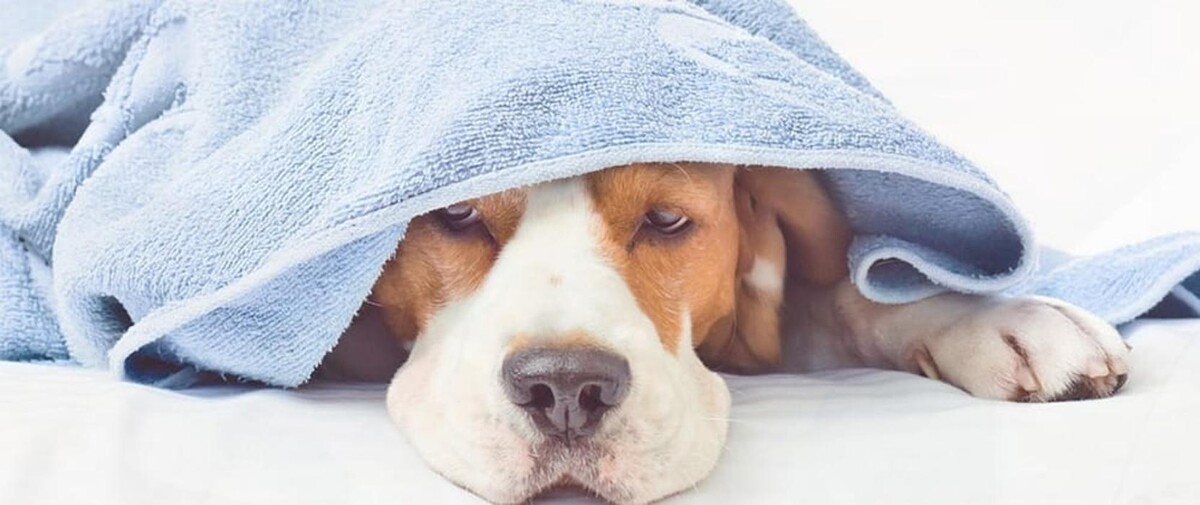 Images Keller's Mobile Veterinary Clinic