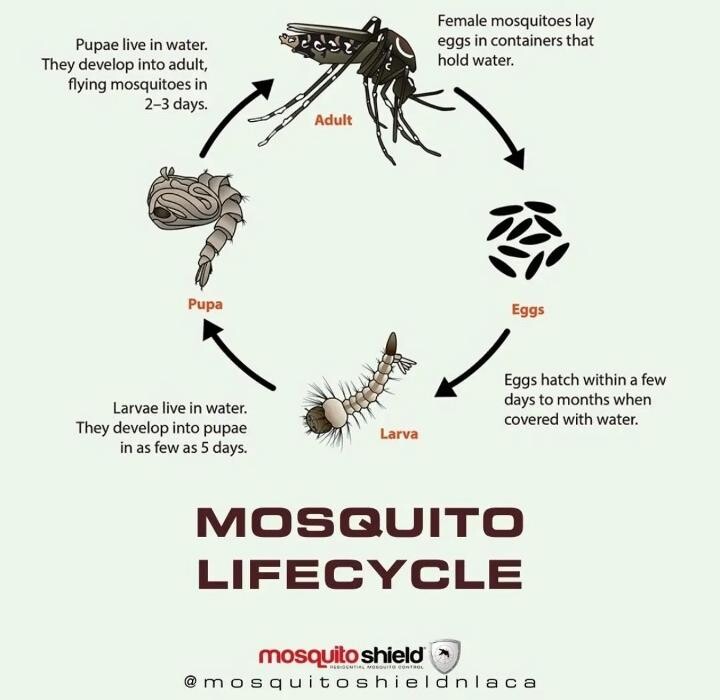 Images Mosquito Shield of West Suburban Chicago