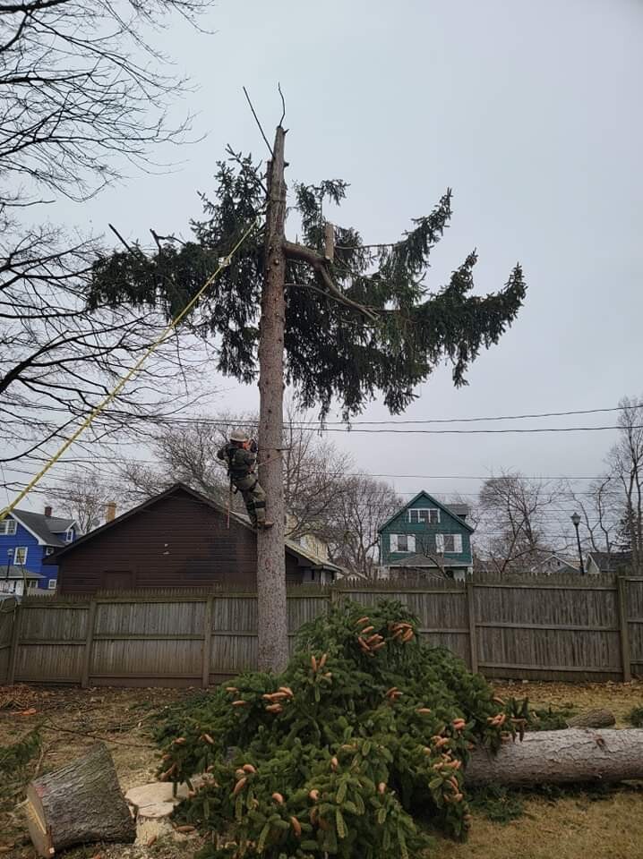 Images All Seasons Tree Services New York