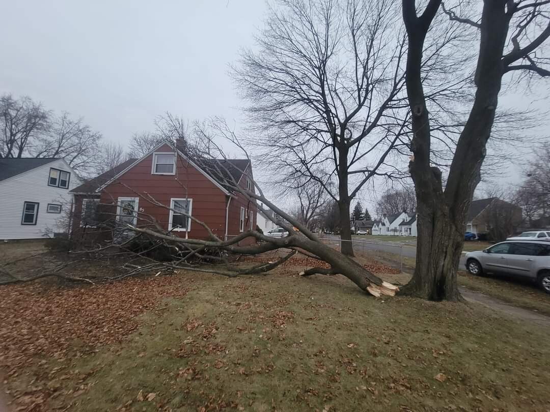 Images All Seasons Tree Services New York