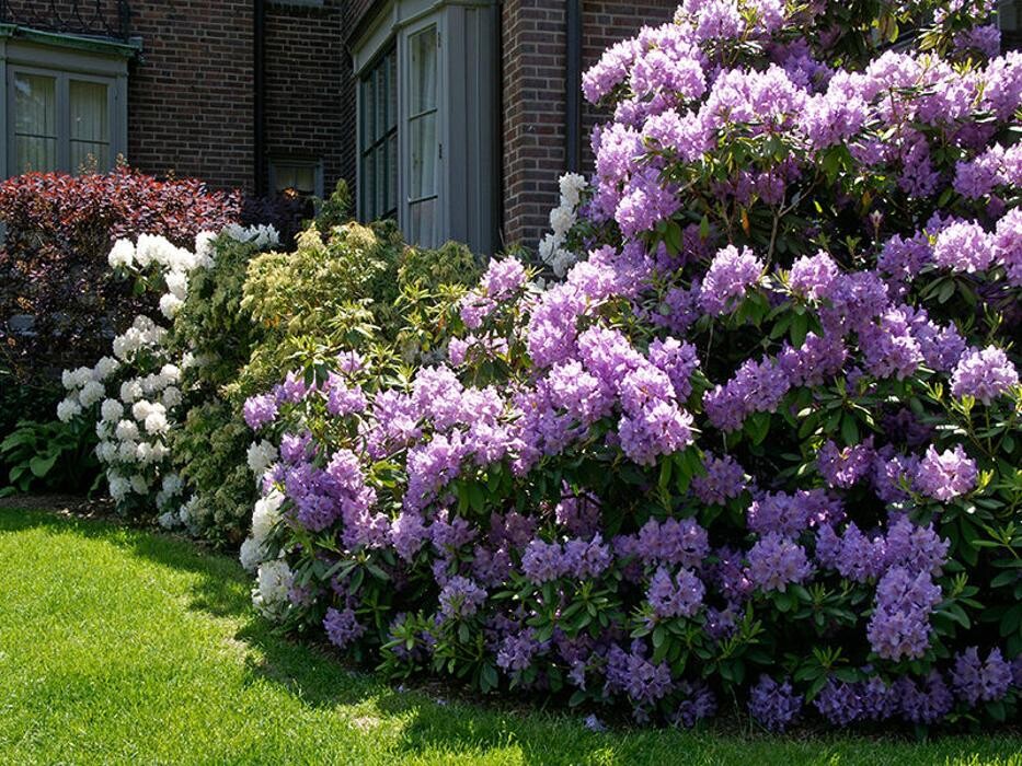 Images Birchcrest Tree & Landscape