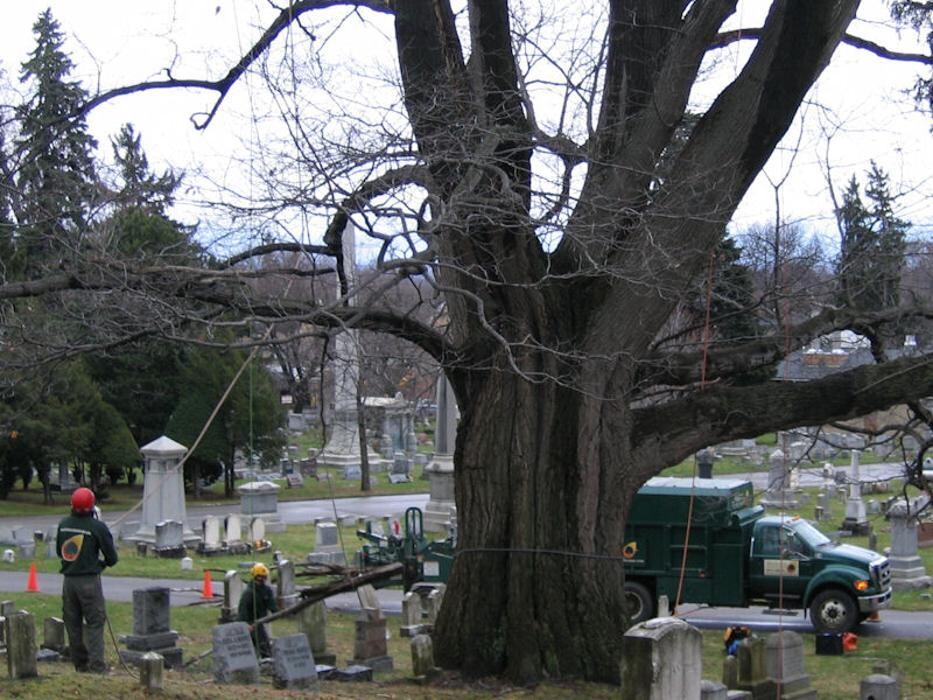 Images Birchcrest Tree & Landscape