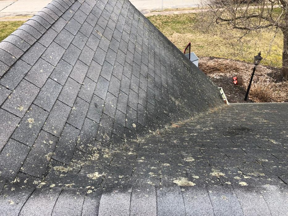 Images Mighty Dog Roofing