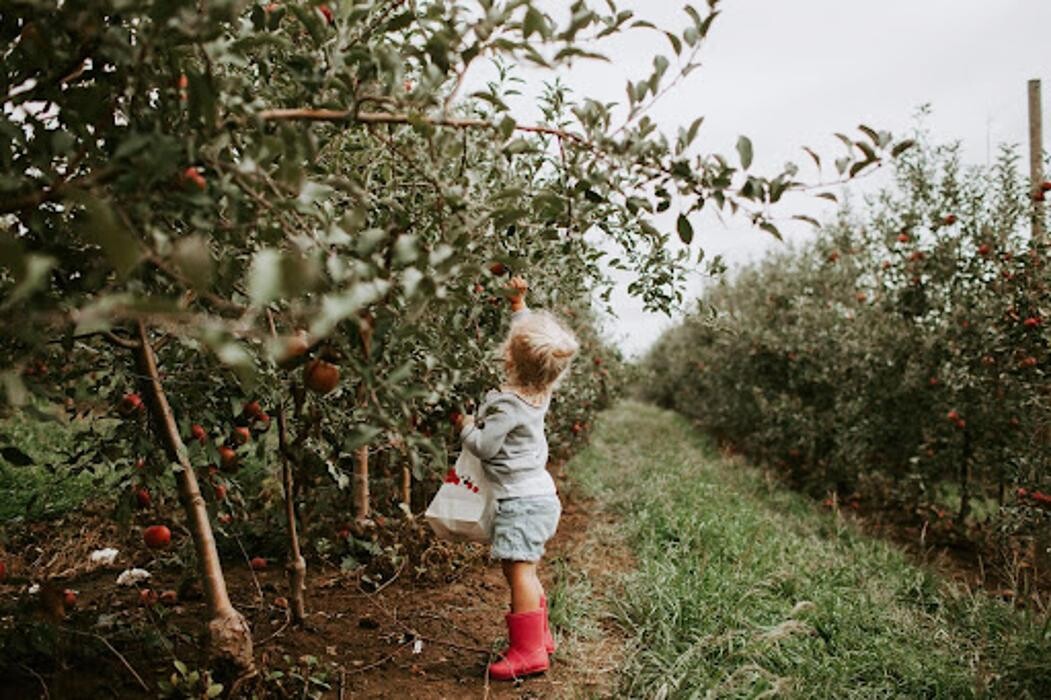 Images Historic Weston Orchard & Vineyard