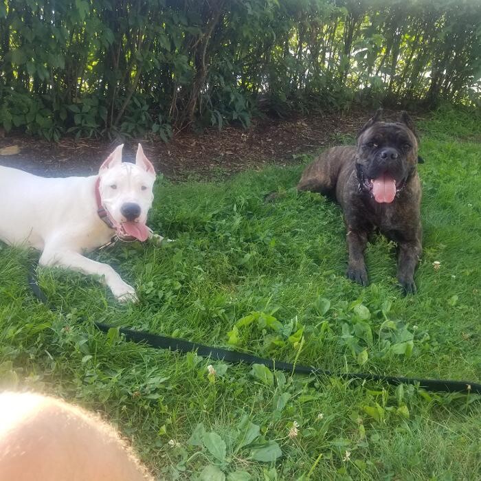 Images Harmony k9 training
