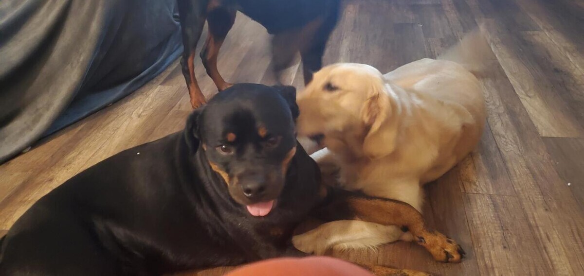 Images Harmony k9 training