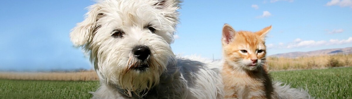 Images Overpeck Creek Animal Hospital