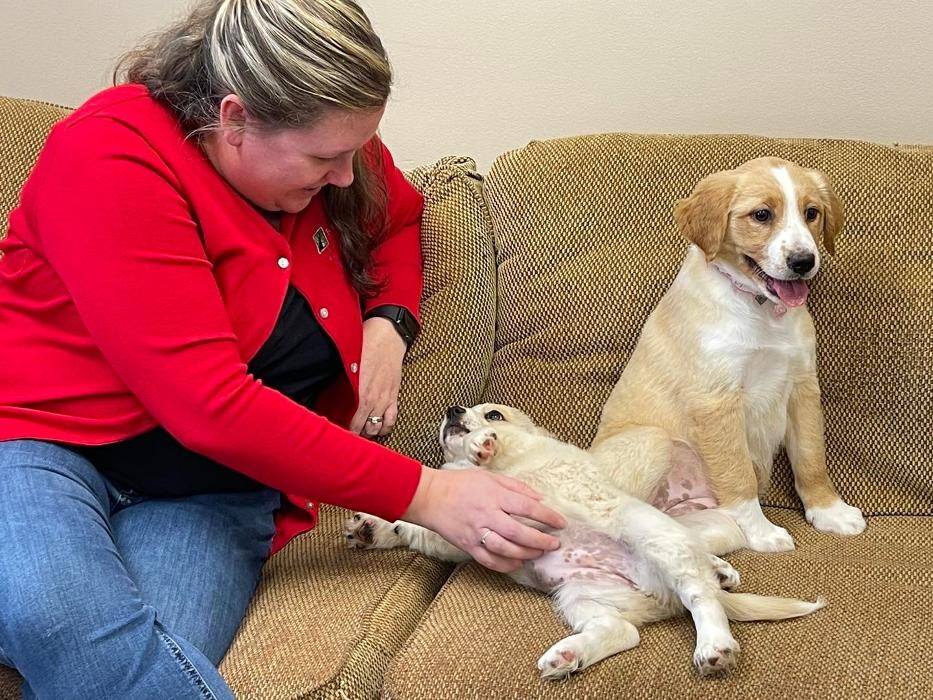 Images Faw Casson CPA