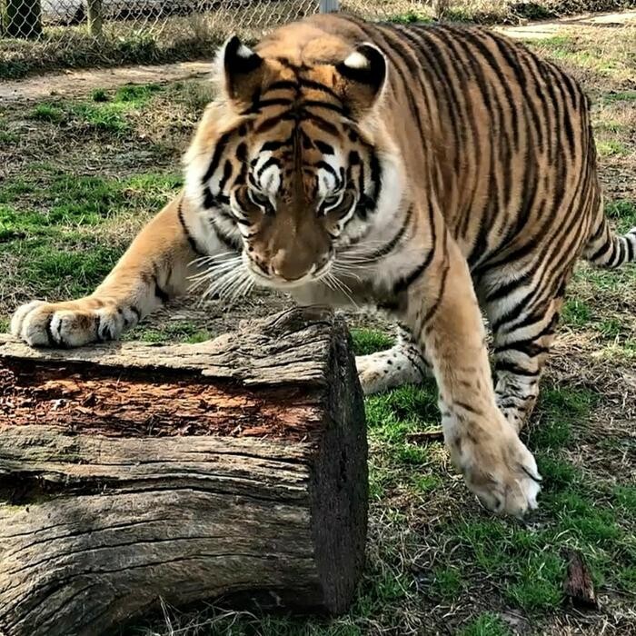 Images Tigers For Tomorrow Exotic Animal Preserve, Inc.