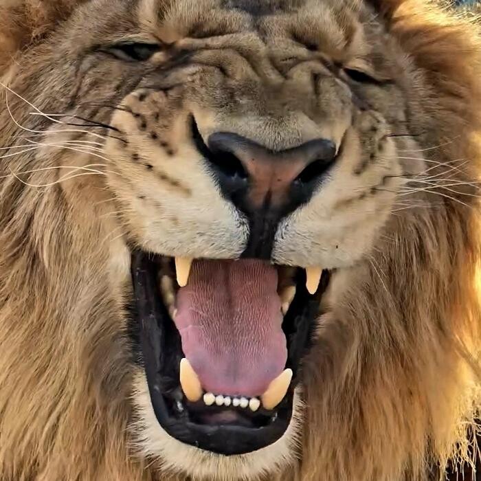 Images Tigers For Tomorrow Exotic Animal Preserve, Inc.