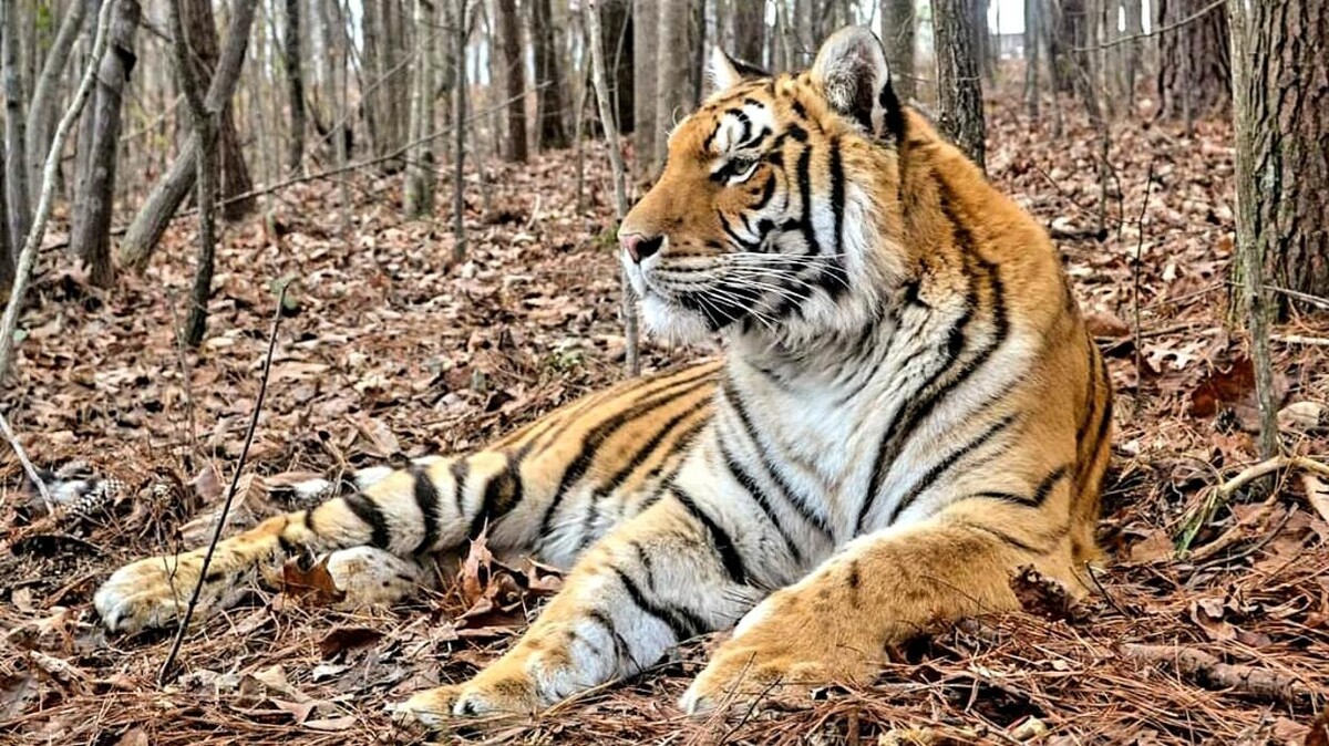 Images Tigers For Tomorrow Exotic Animal Preserve, Inc.