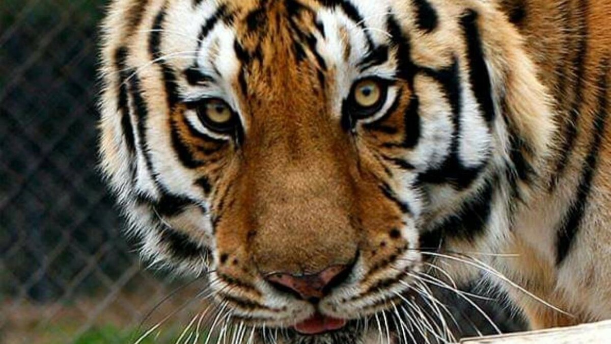 Images Tigers For Tomorrow Exotic Animal Preserve, Inc.
