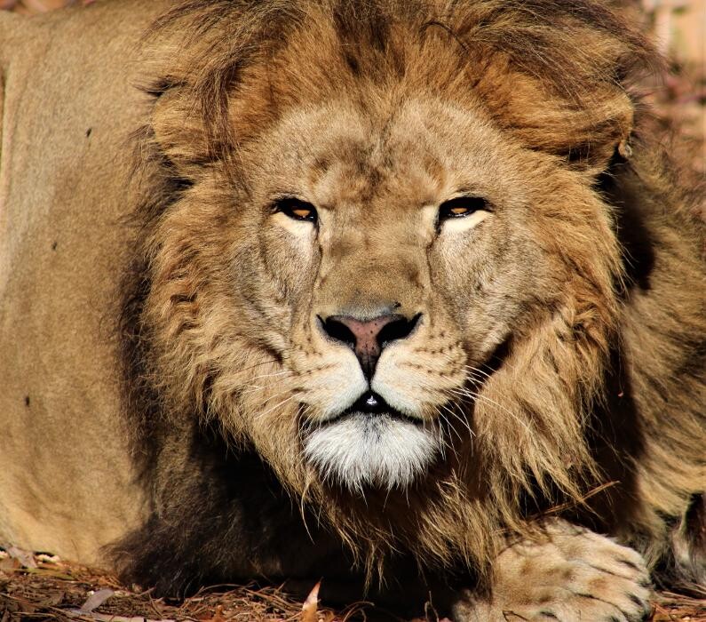 Images Tigers For Tomorrow Exotic Animal Preserve, Inc.