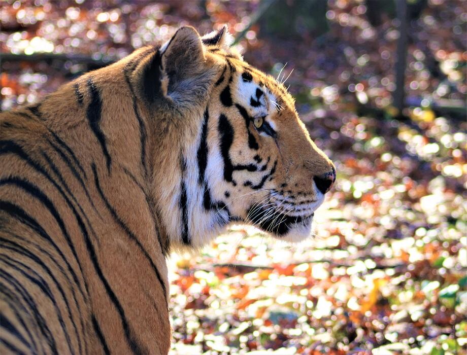 Images Tigers For Tomorrow Exotic Animal Preserve, Inc.