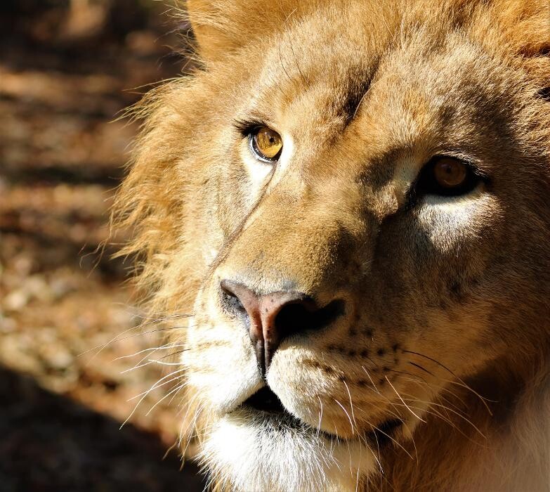 Images Tigers For Tomorrow Exotic Animal Preserve, Inc.
