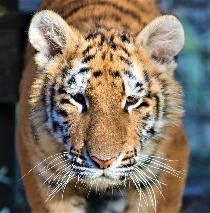 Images Tigers For Tomorrow Exotic Animal Preserve, Inc.