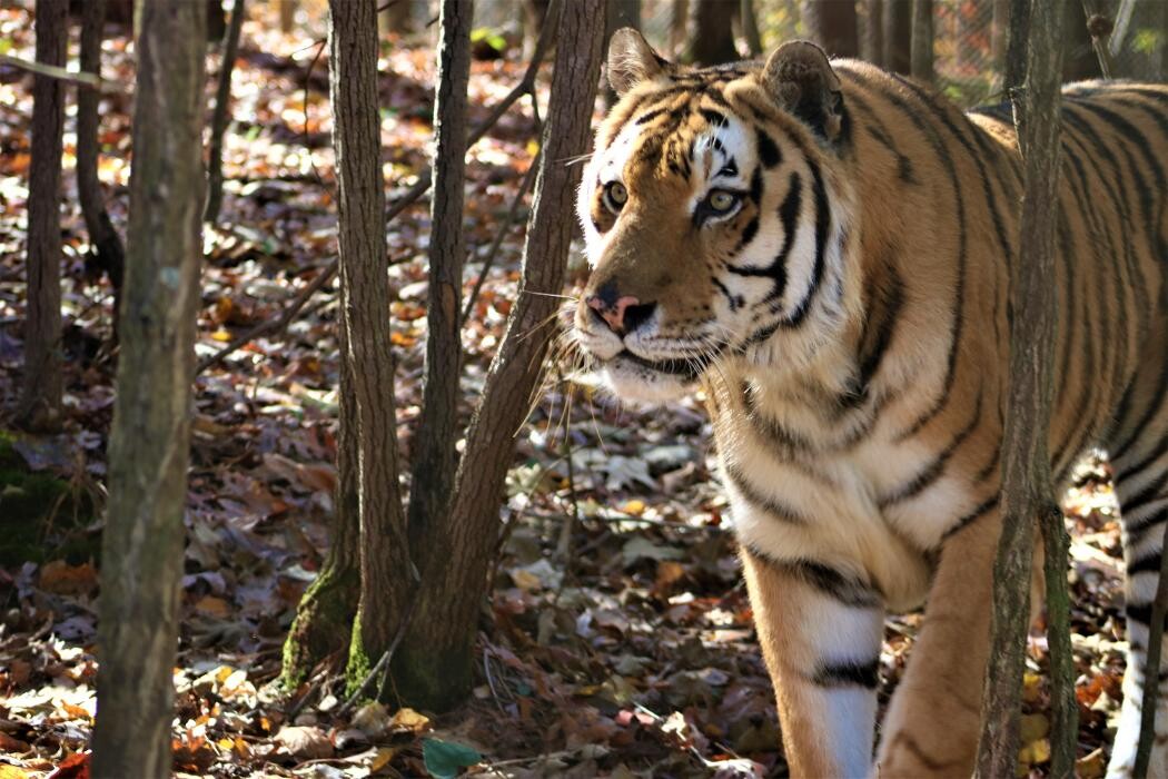 Images Tigers For Tomorrow Exotic Animal Preserve, Inc.