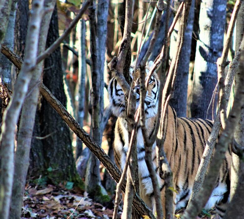 Images Tigers For Tomorrow Exotic Animal Preserve, Inc.