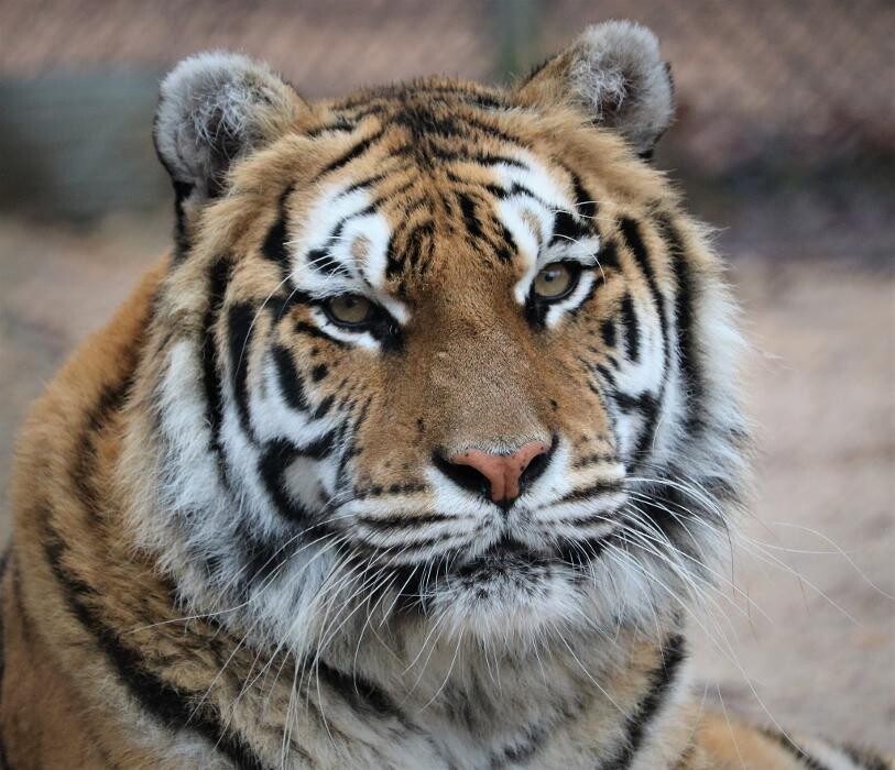 Images Tigers For Tomorrow Exotic Animal Preserve, Inc.