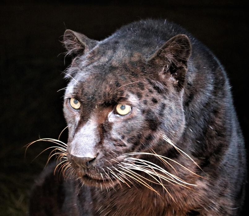 Images Tigers For Tomorrow Exotic Animal Preserve, Inc.