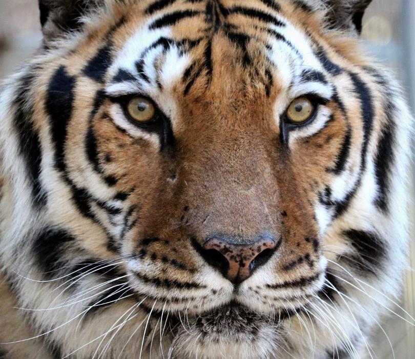 Images Tigers For Tomorrow Exotic Animal Preserve, Inc.