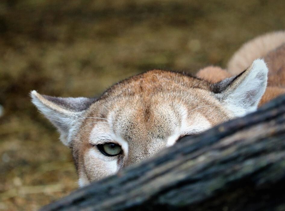 Images Tigers For Tomorrow Exotic Animal Preserve, Inc.
