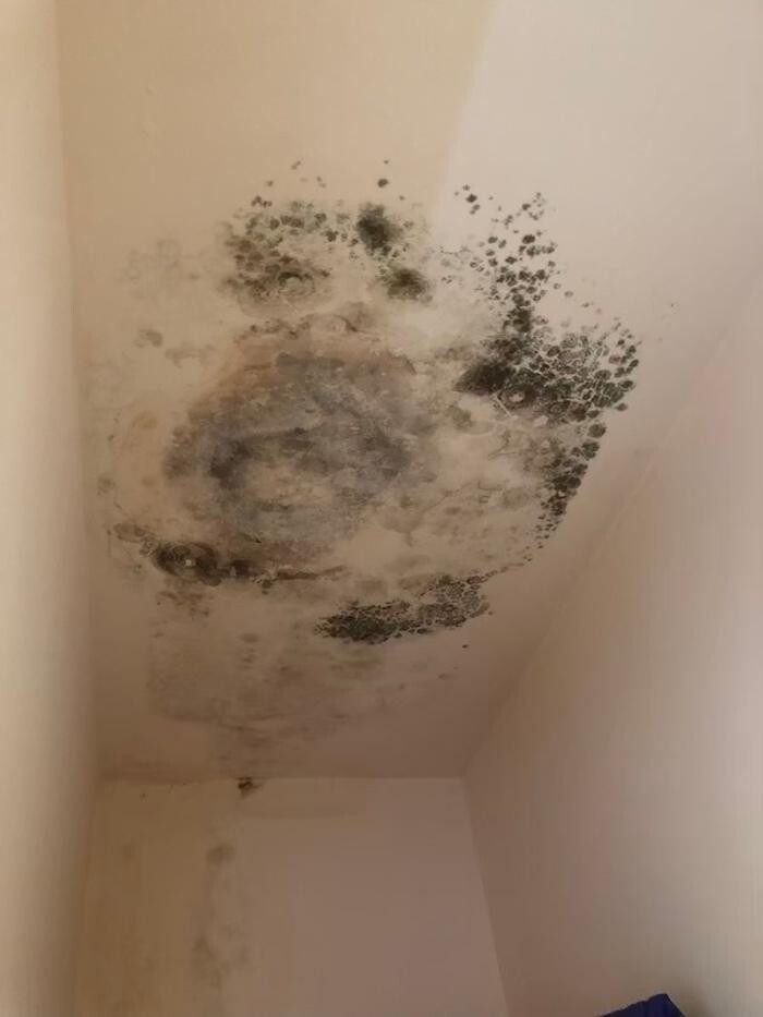 Images Mold Masters - North - Mold Remediation & Testing Experts