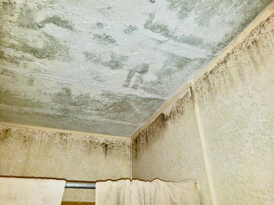 Images Mold Masters - North - Mold Remediation & Testing Experts