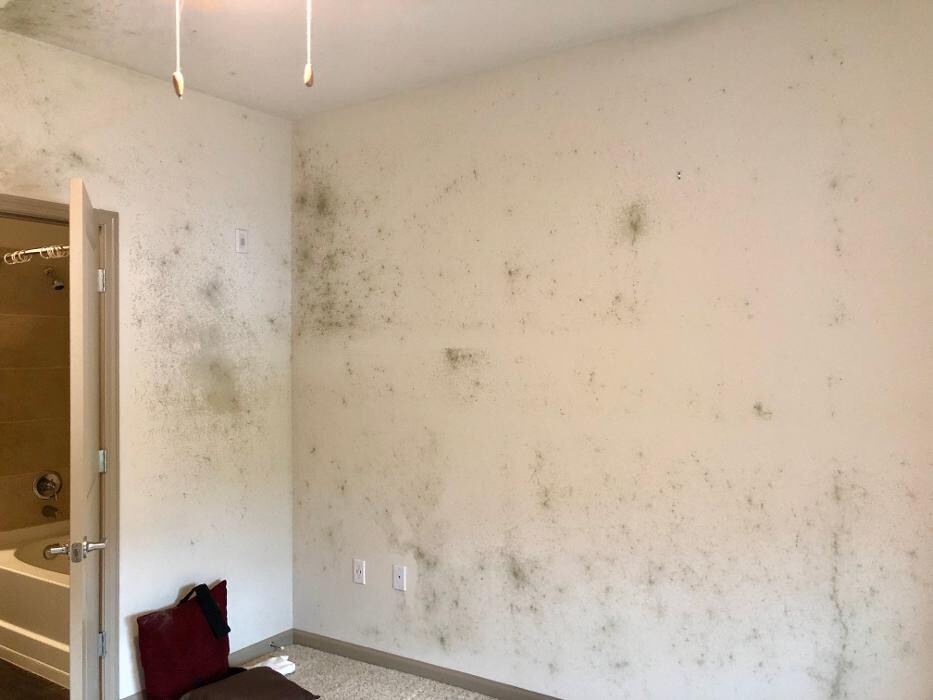 Images Mold Masters - North - Mold Remediation & Testing Experts