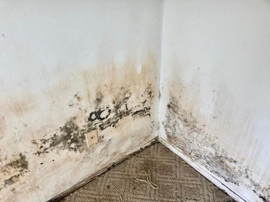 Images Mold Masters - North - Mold Remediation & Testing Experts