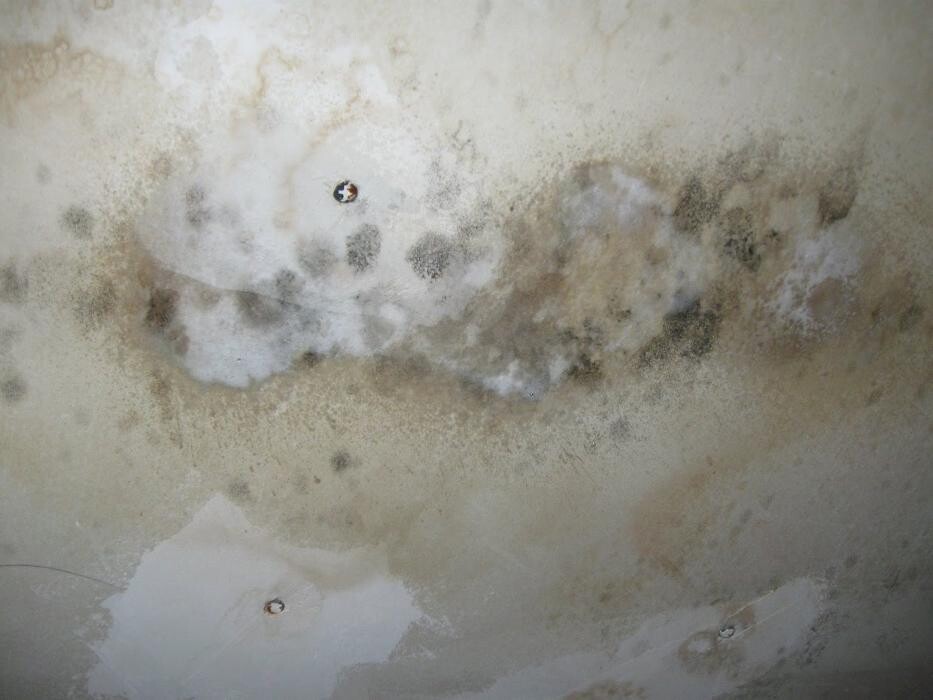 Images Mold Masters - Mold Remediation & Testing Experts