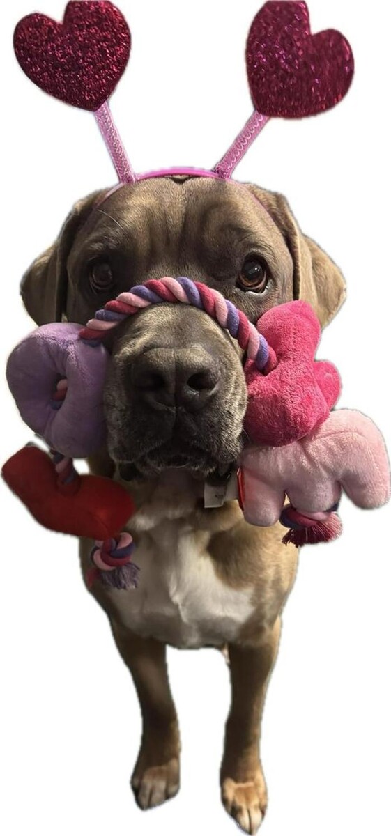 Images Seaford Animal Hospital