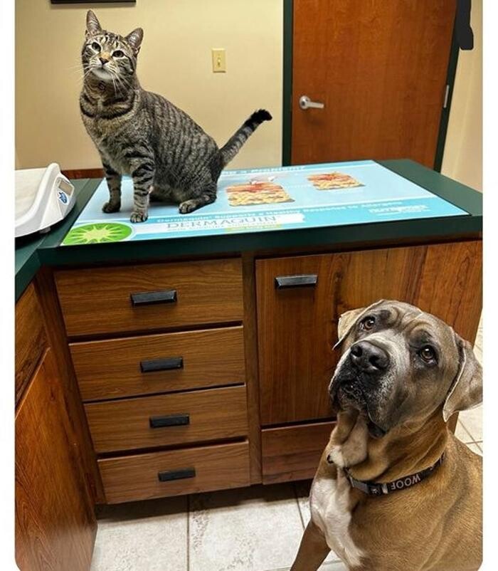 Images Seaford Animal Hospital