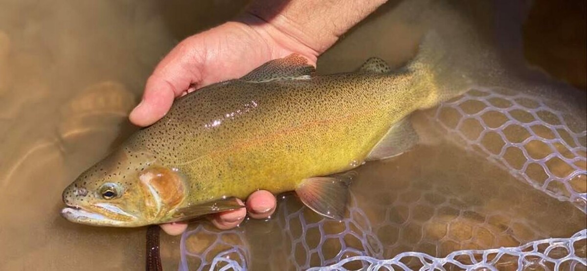 Images Arizona Fly Fishing Outfitters