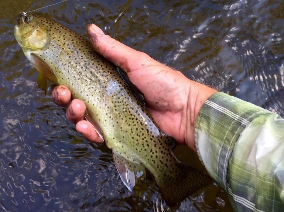Images Arizona Fly Fishing Outfitters
