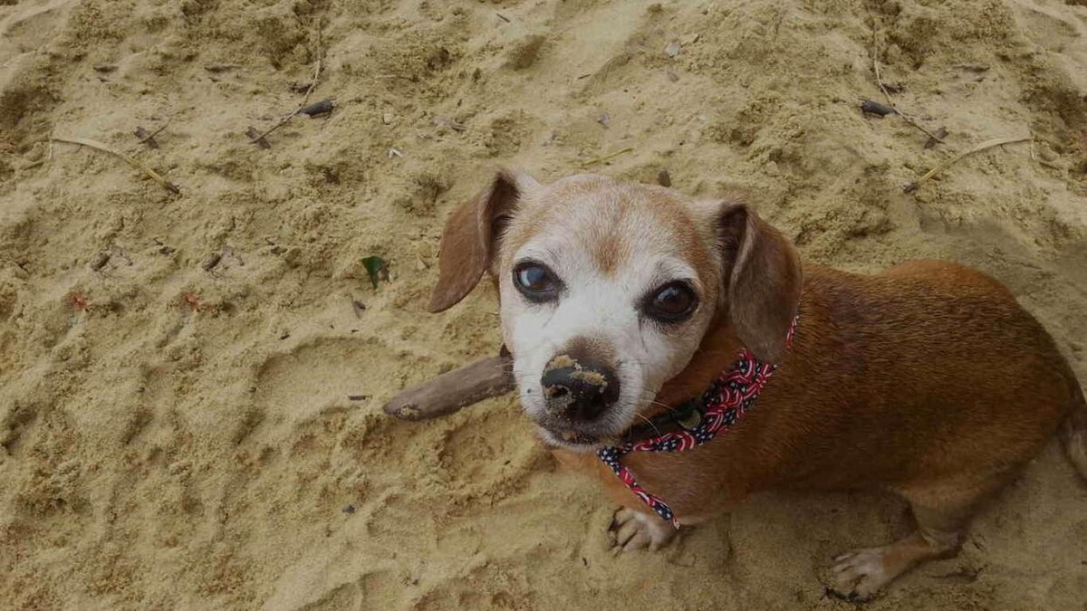 Images SurfSide Dog LLC