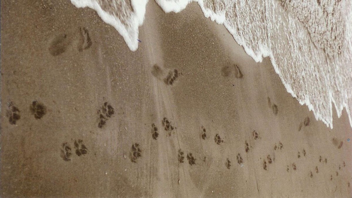 Images SurfSide Dog LLC