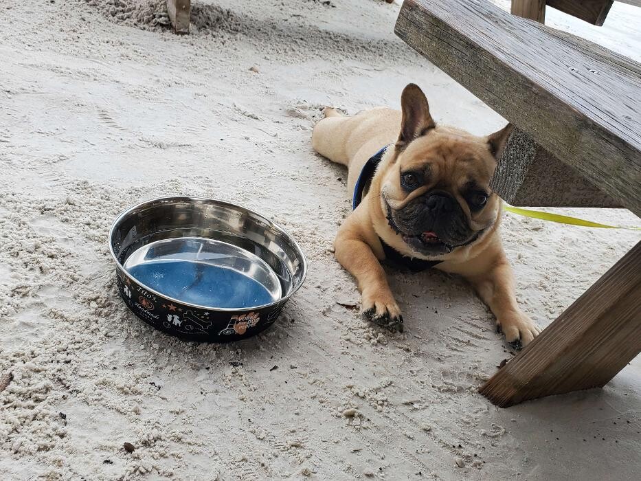 Images SurfSide Dog LLC